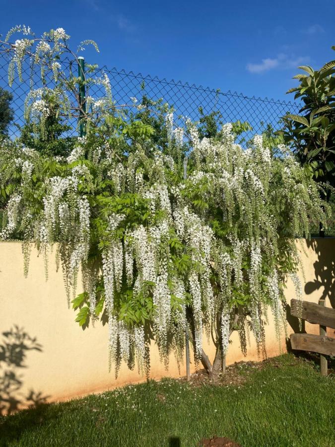 萨利蒂马托斯Quinta Da Sobreira住宿加早餐旅馆 外观 照片